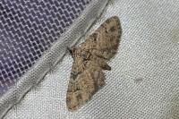 Gymnoscelis rufifasciata