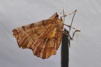 Selenia dentaria