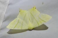 Ourapteryx sambucaria