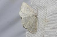 Cabera exanthemata