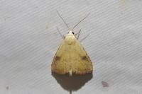 Rivula sericealis