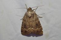 Amphipyra pyramidea