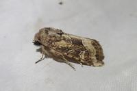 Luperina dumerilii