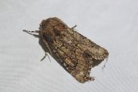 Luperina testacea