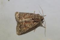 Thalpophila matura