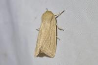 Mythimna pallens