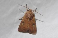 Xestia xanthographa