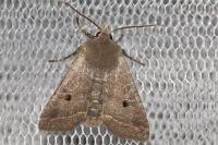 Leptologia lota