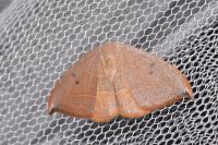 Watsonalla uncinula