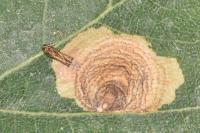 Tischeria