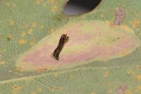 Phyllonorycter sagitella