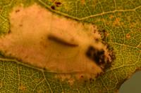 Phyllonorycter sagitella