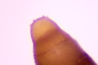 Phyllonorycter sagitella