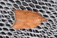 Acleris rhombana