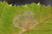 Phyllonorycter esperella