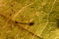 Phyllonorycter esperella