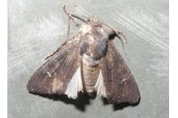 Aporophyla nigra