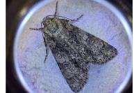 Acronicta rumicis