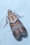Acrobasis repandana