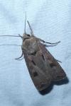 Agrotis exclamationis