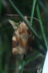 Archips xylosteana