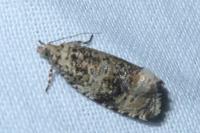 Celypha lacunana