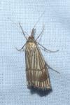 Chrysocrambus linetella