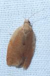 Clepsis consimilana