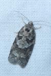 Cnephasia