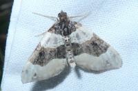 Cosmorhoe ocellata