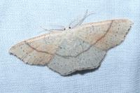 Cyclophora punctaria