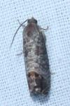Cydia pomonella