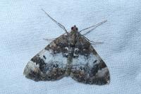 Dysstroma truncata