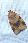 Epagoge grotiana
