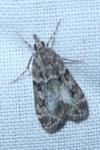 Eudonia mercurella