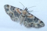 Eupithecia pulchellata