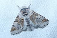 Furcula furcula