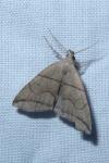 Herminia grisealis