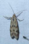Homoeosoma sinuella