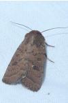Hoplodrina octogenaria