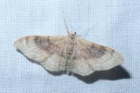Idaea degeneraria