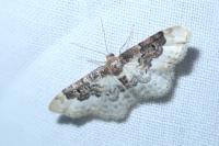 Idaea rusticata