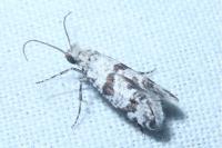 Scythropia crataegella
