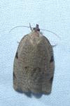 Lozotaenia forsterana