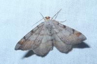 Macaria liturata