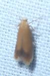 Coptotriche marginea