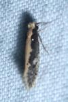 Monopis crocicapitella