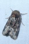 Oligia latruncula/strigilis/versicolor