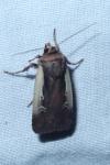 Ochropleura plecta