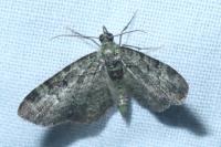 Pasiphila rectangulata